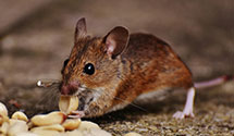 24 Hour & Emergency Exterminators in Univ Of New Mexico, NM